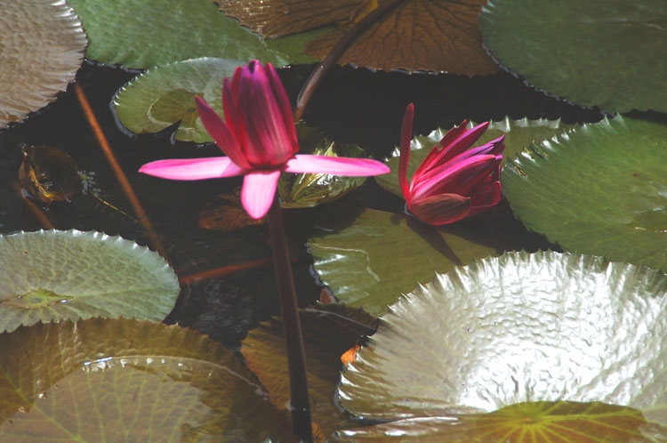 Sunlight in the Lily pond ~