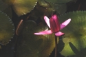 Solitary water lily