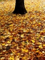 dropped leaves