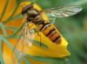 The Hover Fly